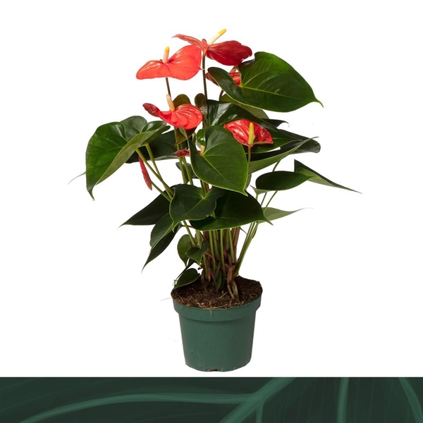 Anthurium Andreanum Solara