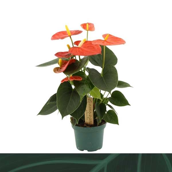 Anthurium Andreanum Solara