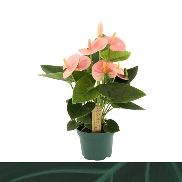 Anthurium Andreanum Spirit