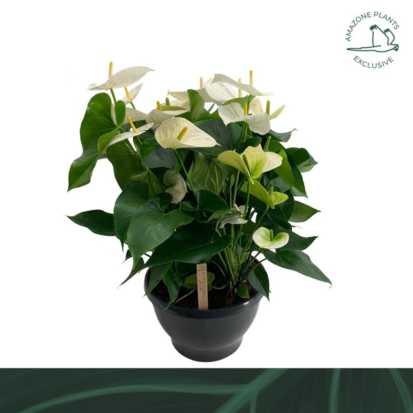 Anthurium Andreanum Samora Schale