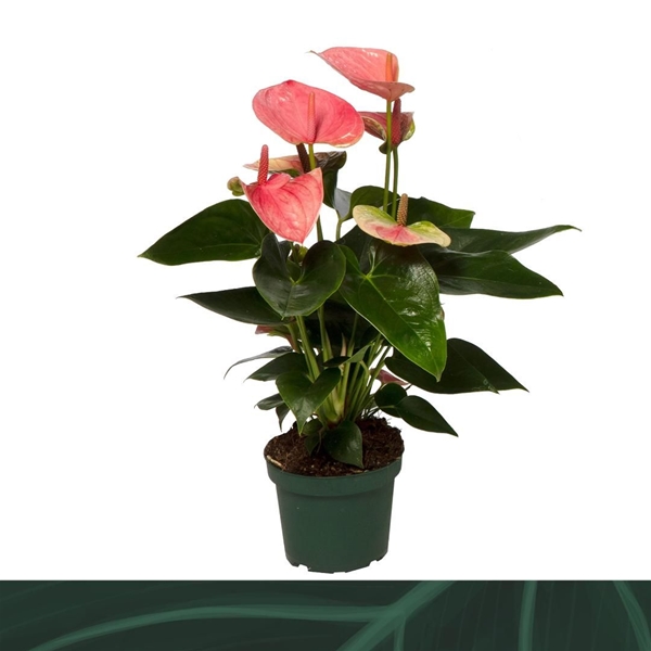 Anthurium Andreanum Sweet Dream 