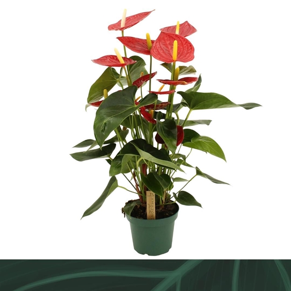 Anthurium Andreanum Tremendo 