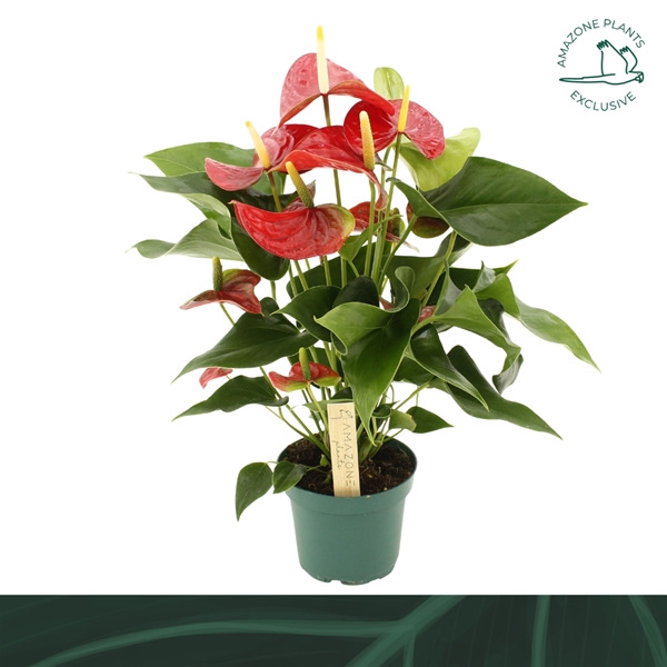 Anthurium Andreanum Vulcano 