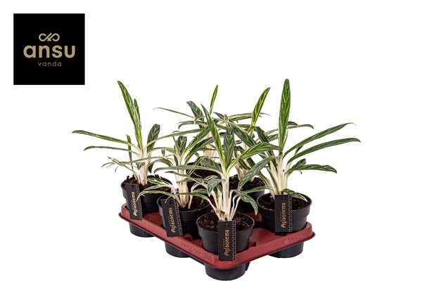 Aglaonema Zebra Feathers