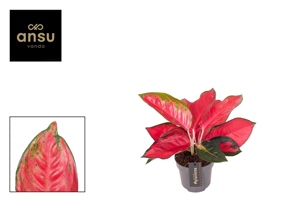 Aglaonema Chili Red