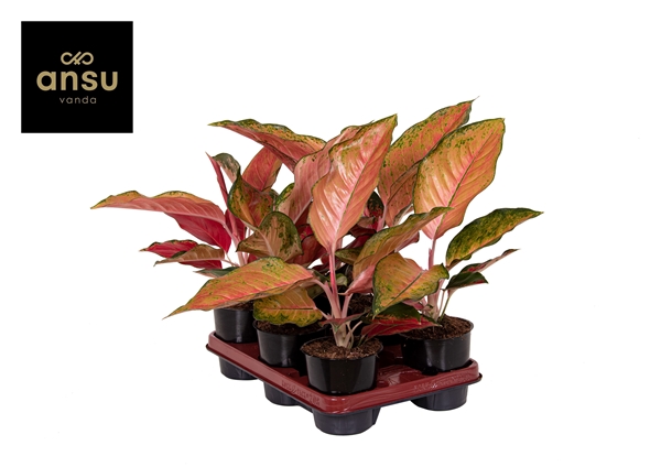 Aglaonema Chili Red