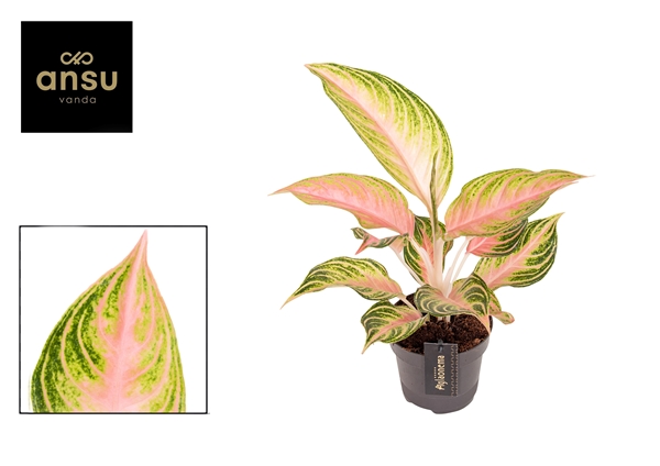 Aglaonema Eyecatcher Rosa