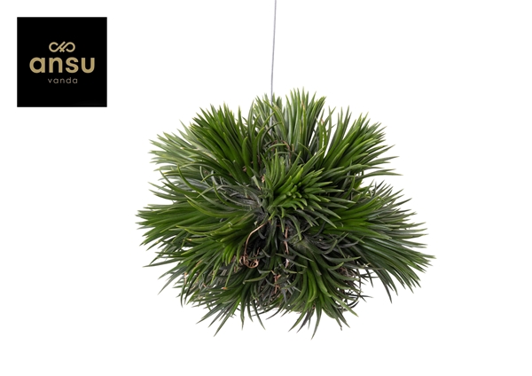 Tillandsia Magic Ball (XXL)