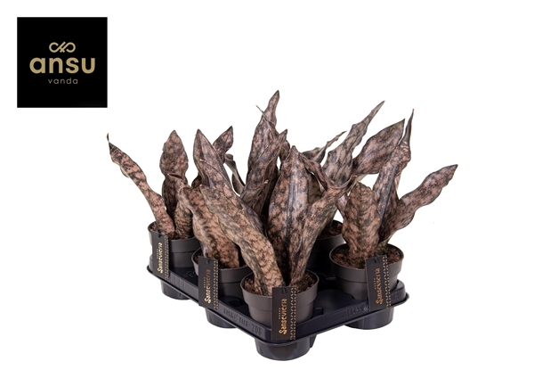 Sansevieria Star Canyon Granite 