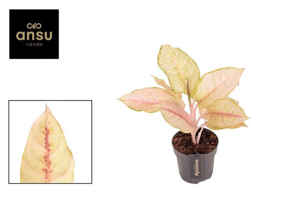 Aglaonema Corn Silk