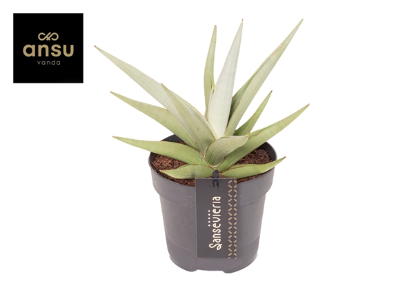 Sansevieria Comet Pastel Grey 