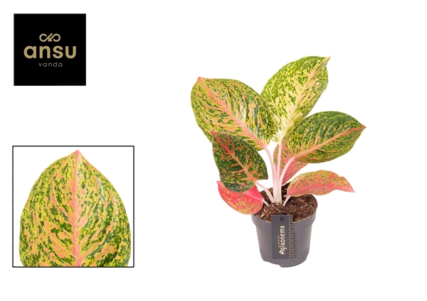 Aglaonema Grand Bouquet