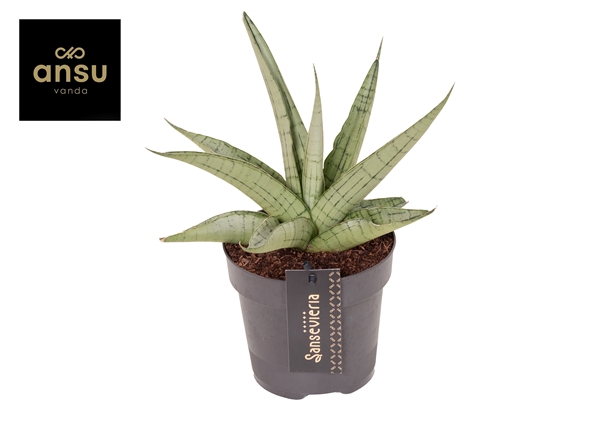 Sansevieria Comet Pastel Grey Streifen