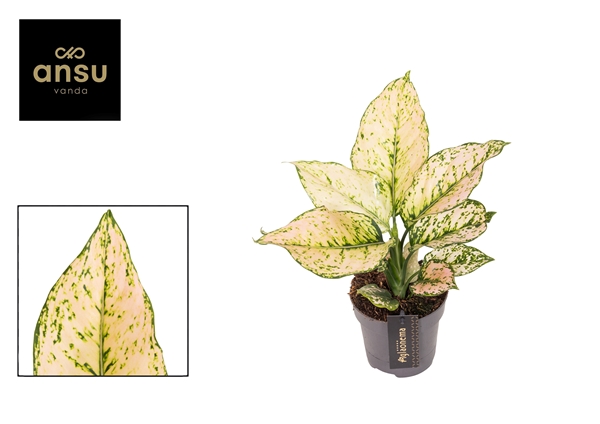 Aglaonema Pink Buttercup