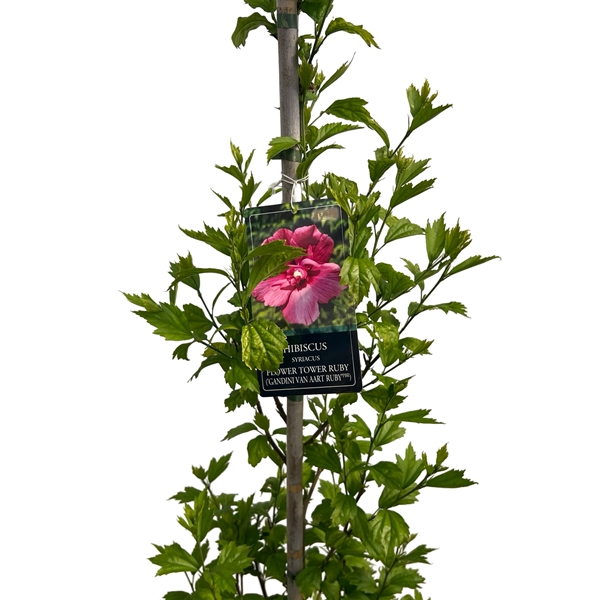 Hibiscus Flower Tower Ruby