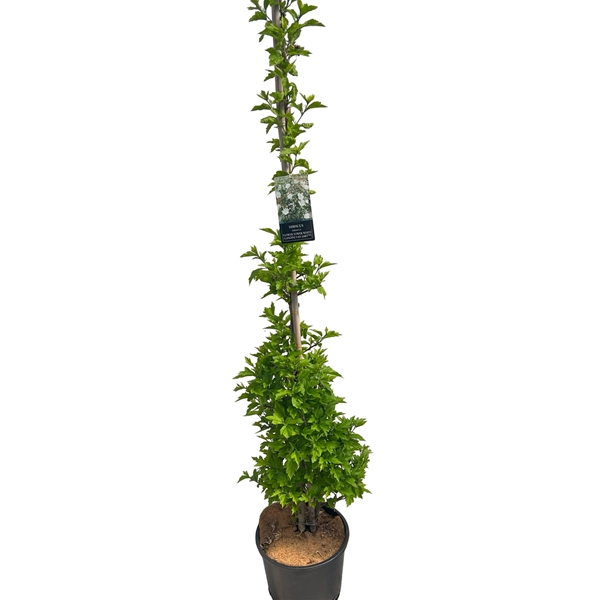 Hibiscus Flower Tower White