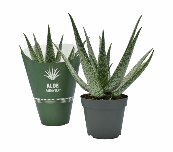 Aloe Medivera Meridiaan