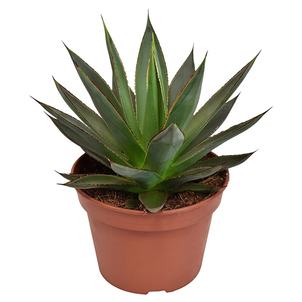 Agave Shaka Zulu