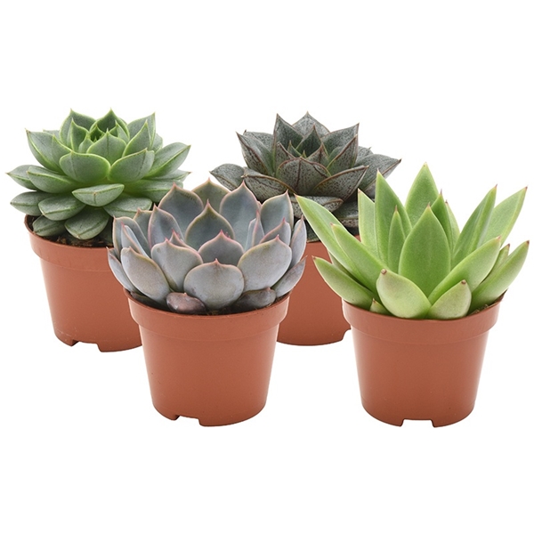 Echeveria Mix