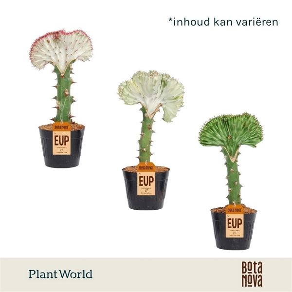 Euphorbia Lactea Cristata Mix