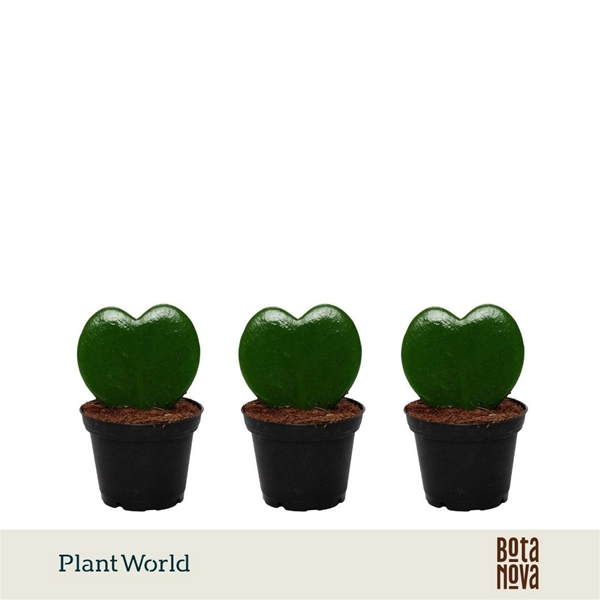Hoya Kerrii