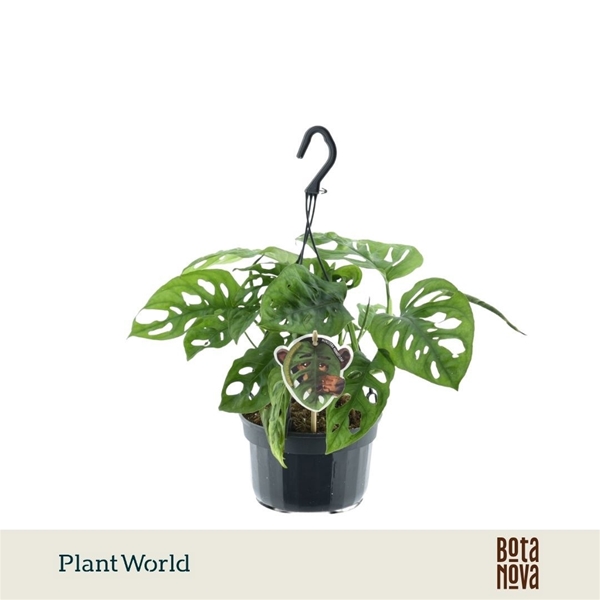 Monstera Obliqua Ampel
