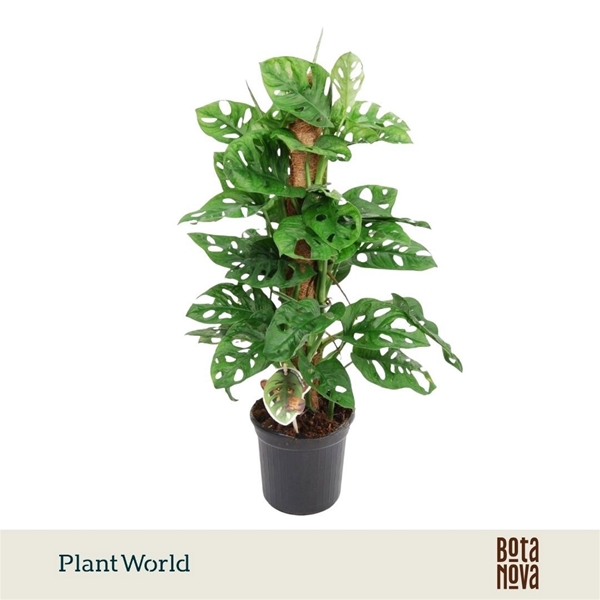 Monstera Obliqua Mosstab