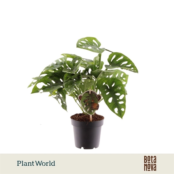 Monstera Obliqua