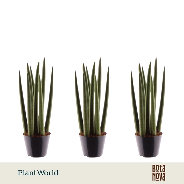 Sansevieria Cylindrica Spaghetti