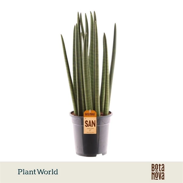 Sansevieria Cylindrica Spaghetti