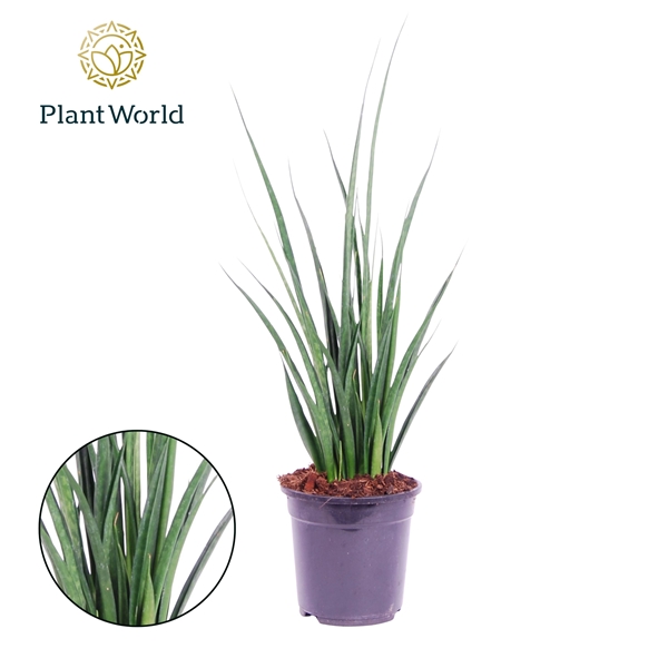 Sansevieria Kirkii Friends
