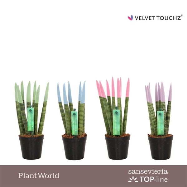 Sansevieria Cylindrica Velvet Touchz Pastel Mix