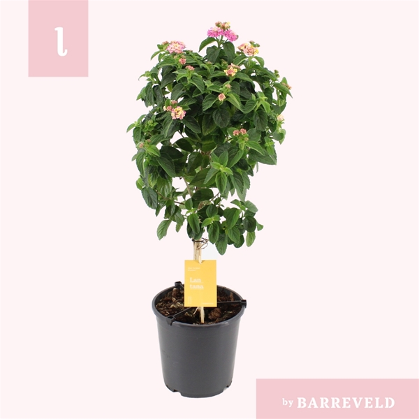 Lantana Camara Pink Stam
