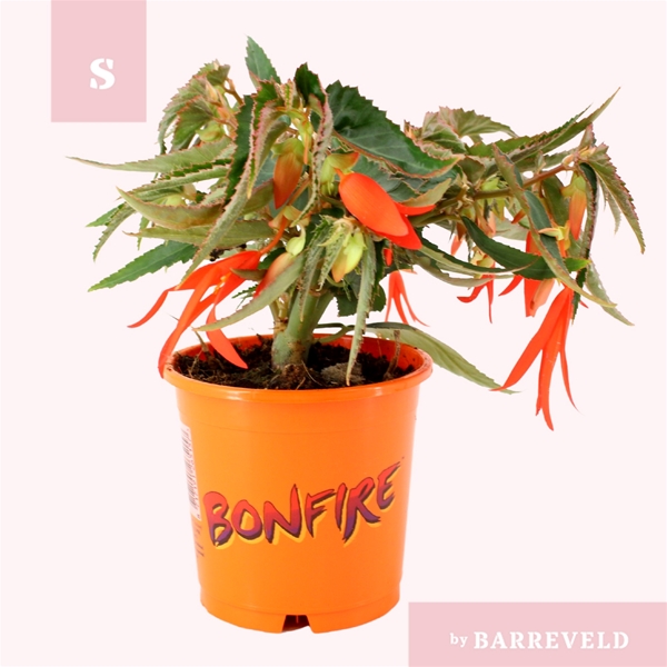 Begonia Bonfire Orange