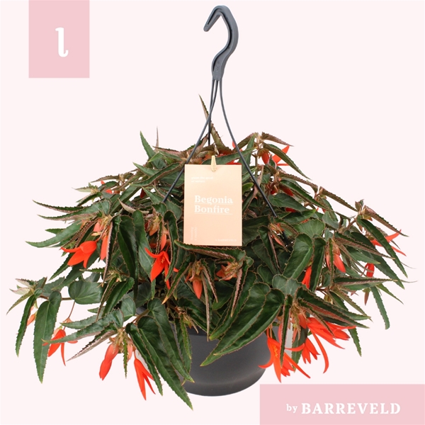 Begonia Bonfire Orange Ampel