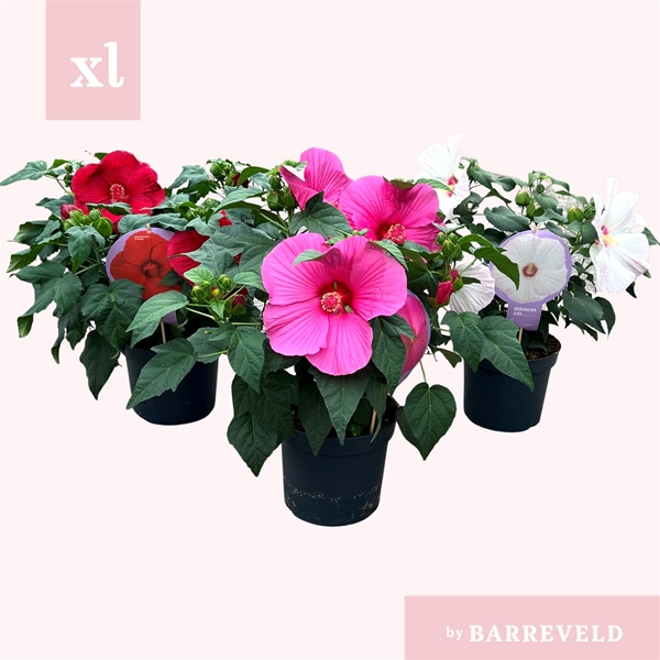 Hibiscus Moscheutos Mixlage