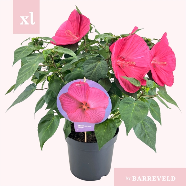 Hibiscus Moscheutos Magenta