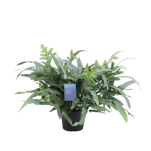 Phlebodium Aureum Blue Star
