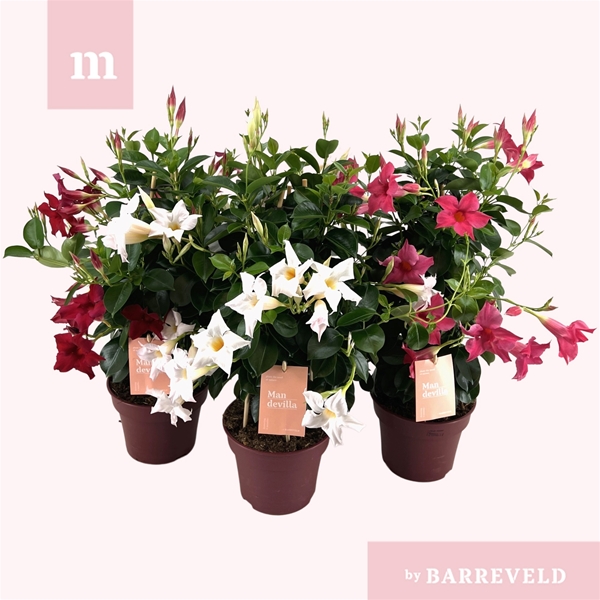 Mandevilla Sundaville Pyramide Mixlage