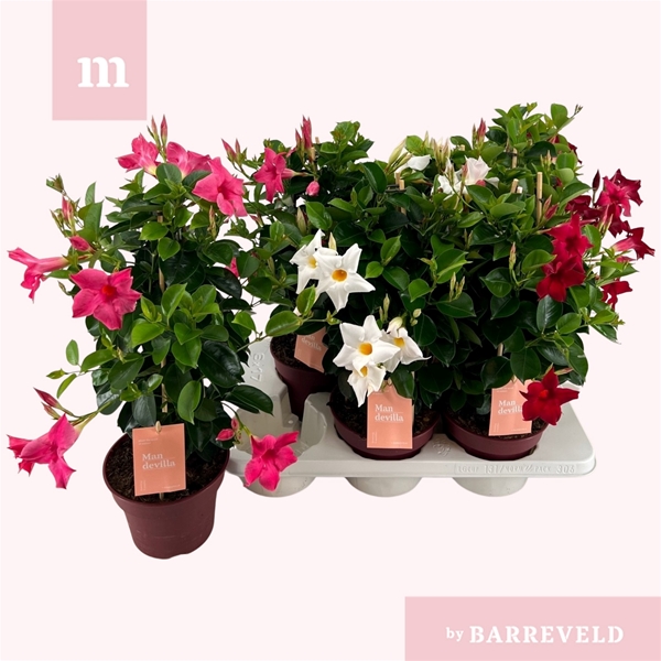 Mandevilla Sundaville Mixtray Pyramide