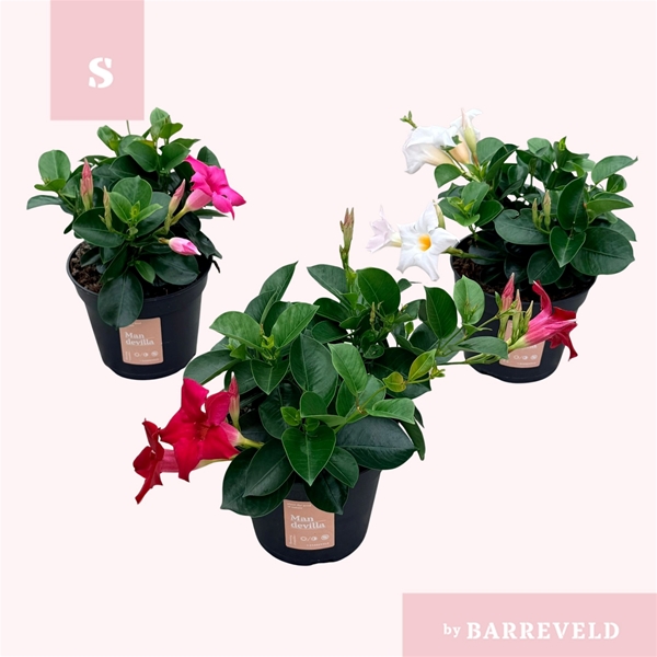 Mandevilla Sundaville Mixlage
