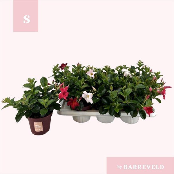 Mandevilla Sundaville Mixtray