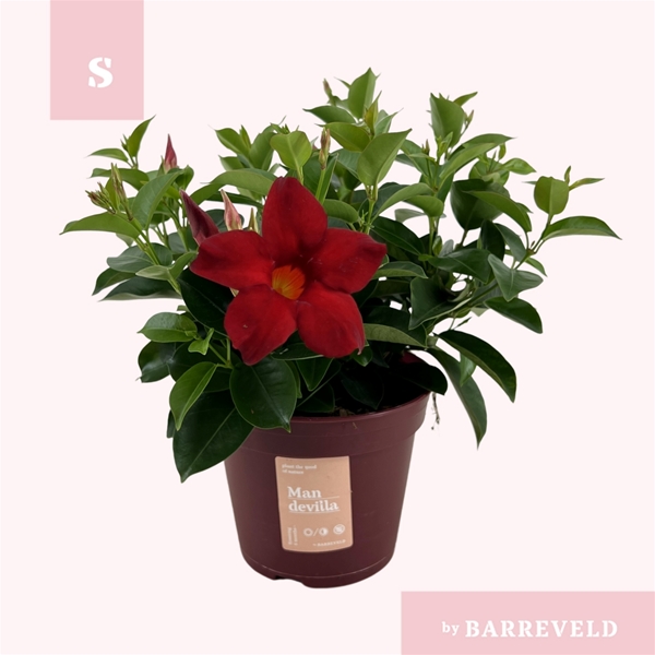 Mandevilla Sundaville Rot