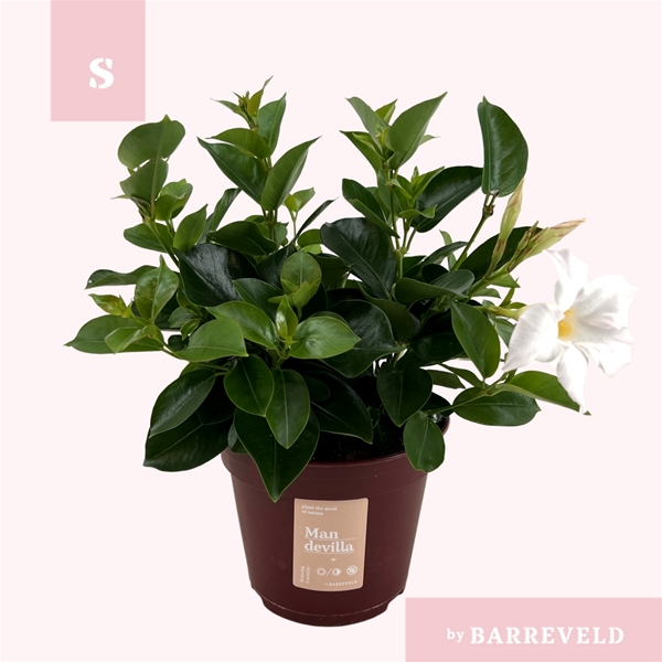 Mandevilla Sundaville Weiss