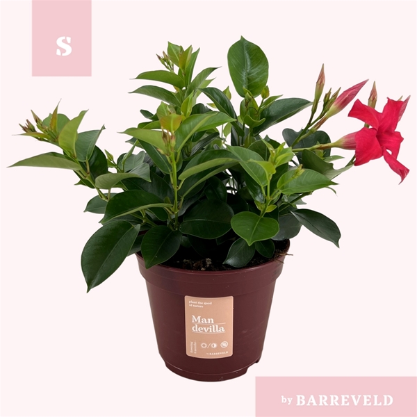 Mandevilla Sundaville Pink