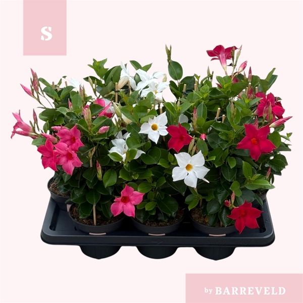 Mandevilla Sundaville Pyramide Mixtray