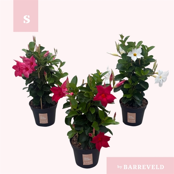Mandevilla Sundaville Pyramide Mixlage