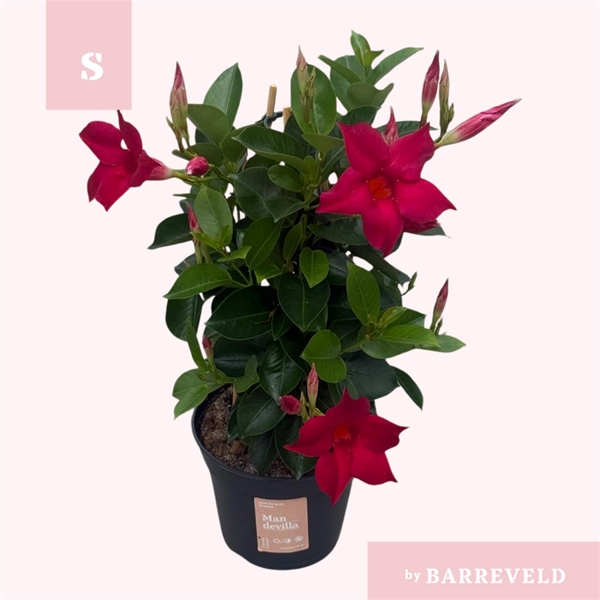 Mandevilla Sundaville Pyramide Rot