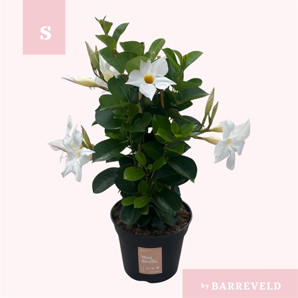 Mandevilla Sundaville Pyramide Weiss
