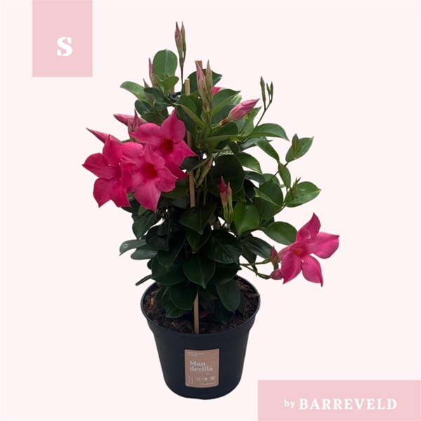 Mandevilla Sundaville Pyramide Rosa